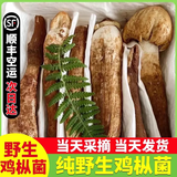 土地母亲计划 云南火把鸡枞菌新鲜荔枝菌野生鲜菌菇未开伞独白鸡枞菌云南特产 云南大白独鸡枞菌 1000g 野生未开伞