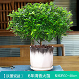 绿有意正宗清香胡椒木盆栽花卉室内外驱蚊草植物树苗老桩盆景九里香绿植 6年大苗清香【淡墨陶瓷盆+陶粒】 含盆