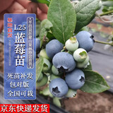 四万公里 40000KM 蓝莓树苗 L25果树树苗南北方庭院阳台种植盆栽地栽源头直发包邮