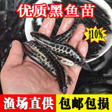 黑鱼苗淡水养殖食用生鱼苗特大好养耐活凶猛冷水观赏鱼乌鳢小财鱼苗乌鱼苗批发 优质黑鱼苗 2条6-8厘米