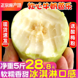 思卓（SIZHUO）红心软芭乐整箱5斤 番石榴新鲜应季水果健康轻食土巴乐软糯甜心脆 白芭乐软糯5斤装