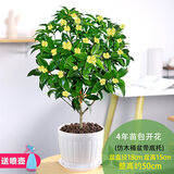 锦枫（jinfeng）桂花树苗盆栽植物办公室内花卉四季开花好养易活的客厅绿植小盆景 4年苗包开花+仿木桶带底托 原土发货