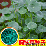春枝韵铜钱草草籽种子大叶子水养种种籽水培植物花卉盆栽室内常绿