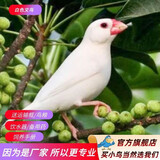 万宠汇 鸟活体虎皮鹦鹉宠物鸟活物虎笼养珍珠鸟活体灰文白文宠物鸟活体 白文1只（公母可备注）