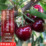 四万公里 40000KM车厘子盆栽树苗 俄罗斯8号樱桃果树南北方地栽沂蒙山源头直发包邮
