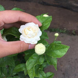 虎头茉莉 白茉莉 双色茉莉 绿植花卉室内盆栽花卉盆栽白色茉莉花卉 虎头茉莉6年苗