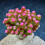 忆润蝶多肉植物带盆绿植花卉盆栽贵货老桩群生玉树玉露仙人掌肉肉 七彩龙珠10cm带盆栽好 云南露养