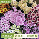 云南鲜花批发品质玫瑰百合水养鲜切花送女友水养鲜花源头直发 小雏菊混搭色-5支 【任选2件—不收运費】