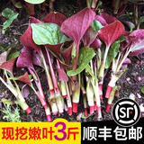 辰实【现挖发顺丰】鱼腥草新鲜 折耳根叶子 侧耳根节节根蔬菜现挖发 3斤四川鱼腥草嫩叶【顺丰快递】