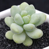 多肉植物自选套餐系列组合搭配花卉盆栽绿植精品多肉新手入门 天使之泪2-3厘米送盆土