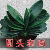爱你一万年四季名贵君子兰盆栽带花苞室内花卉绿植大苗精品花卉盆景圆头和尚 【特级圆头和尚】 裸根4-6片叶+肥料