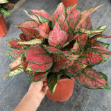 春花妙意红如意皇后红叶万年青皇后创意盆栽花卉植物 红如意5棵一盆30cm高 不含盆