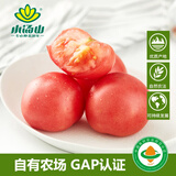 小汤山 番茄 400g 基地直供新鲜蔬菜GAP认证