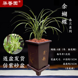 华香园余蝴蝶花卉兰花春兰带花苞办公室内盆栽花卉盆栽盆景耐阴绿植 余蝴蝶6苗带盆(棕方型)不带花苞
