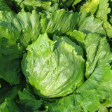 种菜记 蔬菜种子大全快菜生菜鸡毛菜种籽四季南方小青菜春季阳台蔬菜孑 结球生菜种子200粒
