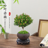八芽 小叶赤楠盆景摆件室内绿植花卉盆栽老桩客厅办公室桌面好养植物 （舍得紫砂盆赤楠+丝绒铺面+底座）