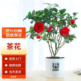 墨一茶花盆栽带花苞四季茶花苗室内外阳台 茶花透明吸水盆源头直发