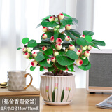 格调生活小盼菩提树盆栽绿植物室内花盆景办公室桌面观叶四季客厅好养活树 特大号菩提（带果发货）郁金香陶瓷盆 带盆栽好