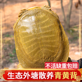 徐慧慧 鲜活外塘生态甲鱼野外生长放养冷水团鱼王八老鳖活体 2.5-2.7斤【青黄母鳖】