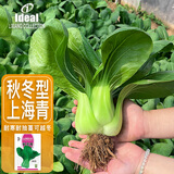 IDEAL理想农业 上海青种子秋冬季耐寒耐抽苔四季种青菜小白菜油菜种子