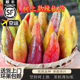 四叔公果蔬（顺丰空运） 海南树上熟辣椒芒果小牙签芒孕妇新鲜水果礼盒装 5斤礼盒装 树上熟辣椒芒