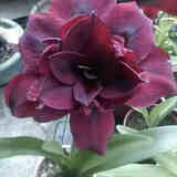 垣栀荷兰朱顶红进口大球重瓣种球盆栽花卉植物多年生特大球四季开花球 【暗紫】朱顶红种球当年开花