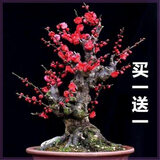 【四季开花】浓香型四季梅花盆栽老桩腊梅红梅盆景树苗室内外花卉 朱砂梅_10年苗【买一送一】开花