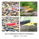 春瑞黑壳虾水族箱水草缸清洁除藻工具淡水观赏虾大和藻虾宠物活体饲料 4种虾各5只