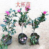 上客来茶梅花苗树苗茶梅球冬山茶花苗绿化苗工程苗耐寒耐旱植物 茶梅大杯苗1棵
