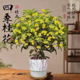 临雅四季桂花盆栽树苗浓香型新中式盆景矮桩绿植桌面办公室内盆栽植物 精品四季桂+加纹盆