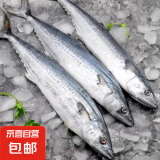 京喜加青岛海捕鲅鱼整条大鲅鱼马鲛鱼6/8两新鲜冷冻海鲜水产 无冰鲅鱼6~8两2kg 【6~8条】