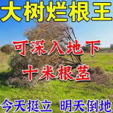 烂树根剂大树除树一滴死一针倒强力除树剂杀大树烂根王专用药正品 五瓶装【大面积枯萎】 100ml 5瓶