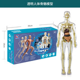 范比克人体结构骨骼架模型初中生物器官脏解剖3d医学可拆卸拼装儿童 透明外壳人体模型-可拆
