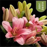 香水百合种球四季花卉好养易活盆栽室内花植物种球浓香百合花种球 迪西多头花包活包对版 百合种球一颗