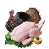 京战火鸡圣诞感恩节 烤生火鸡大火鸡 冷冻整只带头带脚 整只火鸡5斤装