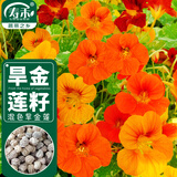 寿禾 旱金莲种子苗旱荷花盆栽花卉种子 潍育寿艺旱金莲混色种子150粒