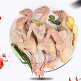京典光年乳鸽净重1050g（350g*3只）冷冻 散养生鲜新鲜烧烤汤鸽煲汤鸽子肉
