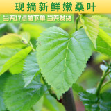 蚕菇凉 新鲜桑叶【当天发货】现摘嫩桑叶大小蚕宝宝食物纯叶片农家自种 新鲜桑叶1包【买二送一】