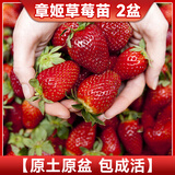 临雅草莓苗盆栽原土发货可结果丹东99红颜奶油草莓苗阳台盆栽 【章姬】草莓苗2盆-带盆高约10cm