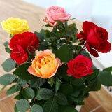 萌肉居迷你小玫瑰花苗盆栽室花卉好养绿植物颜色随机原盆土源头直发