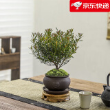 八芽 小叶赤楠盆景摆件室内绿植花卉盆栽老桩客厅办公室桌面好养植物 （祥狮报喜盆+苔藓+托盘+圆托）