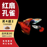 疯狂水草孔雀鱼活体水族宠物观赏鱼冷水耐活小型热带鱼淡水鱼苗 红扇孔雀鱼【共6条】
