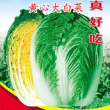 黄心白菜种子黄芯秋播大白菜种籽冬储白菜耐寒口感好秋冬季蔬菜种 黄心大白菜种子 原装【1包】约364粒