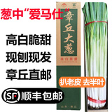 【顺丰】山东章丘大葱 新鲜生吃水果甜葱 当季蔬菜 【精选一级】5斤礼盒