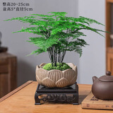 花翁文竹盆栽绿植物室内客厅中式禅意盆景办公室摆件高端花卉源头直发