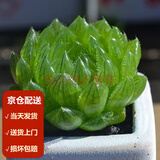 墨一玉露多肉植物带盆栽好蓝镜玉露办公室桌面盆栽植物花卉教师节礼物 樱水晶 带盆栽好