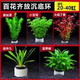 云峰海瑞水草活体懒人草鱼缸造景活体水草套餐鱼缸水草有茎类中后景真水草 新手加强版【百花齐放净水石】20-40cm套餐