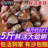 鲜活蛤蜊海捕无沙超大特大花蛤文蛤非黄蚬子花甲贝类海鲜美贝包活 鲜活5斤（3斤送2斤） 0千克(净重)