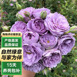 泰西丝灌木月季花树苗庭院阳台花卉绿植四季浓香盆栽蔷薇玫瑰花源头直发