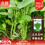 北蔬 空心菜种子种苗三叉大叶四季阳台种蔬菜种籽 三叉空心菜种子20g